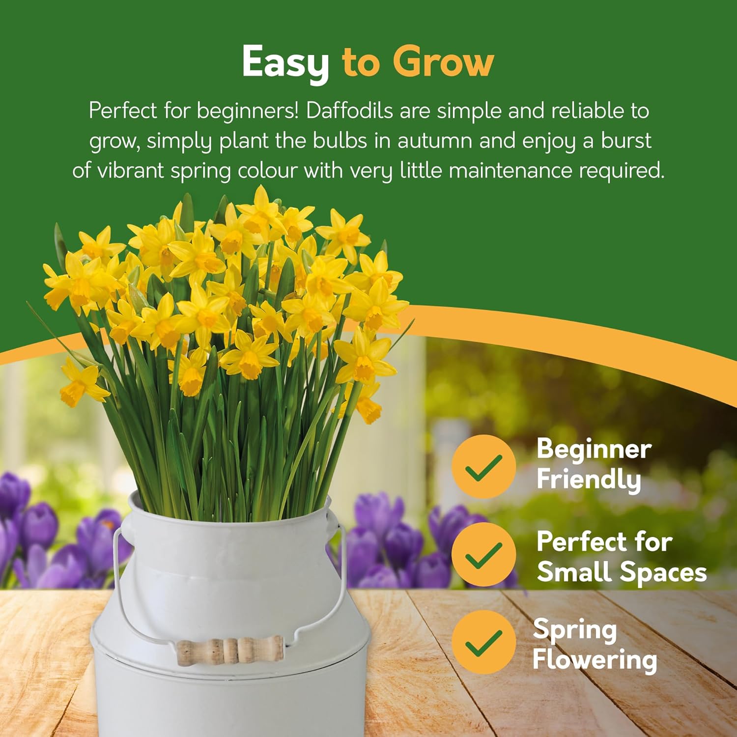 Daffodil Tête-à-Tête Grow Gift - 4 Bulbs in Decorative Milk Churn Planter