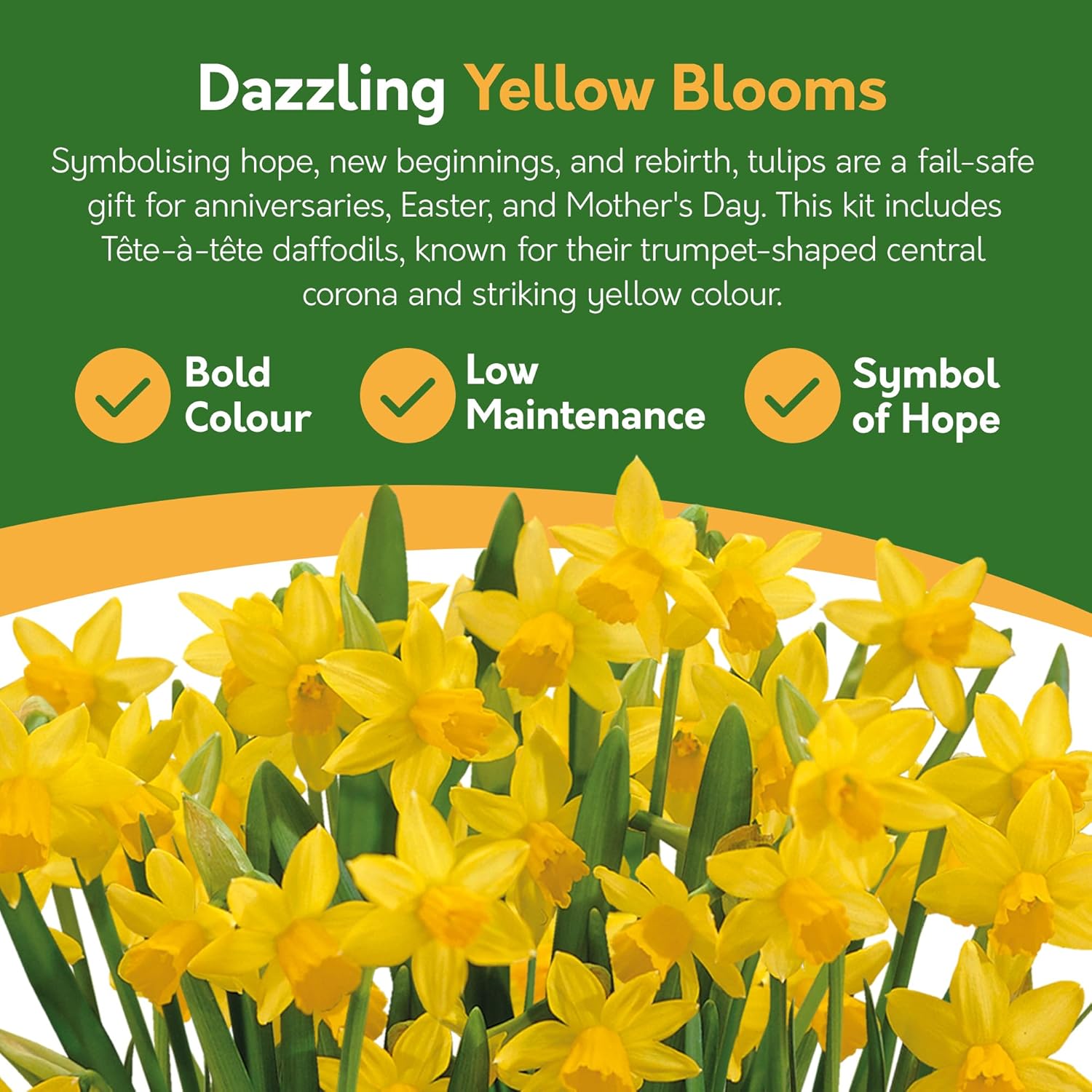 Daffodil Tête-à-Tête Grow Gift - 4 Bulbs in Decorative Milk Churn Planter