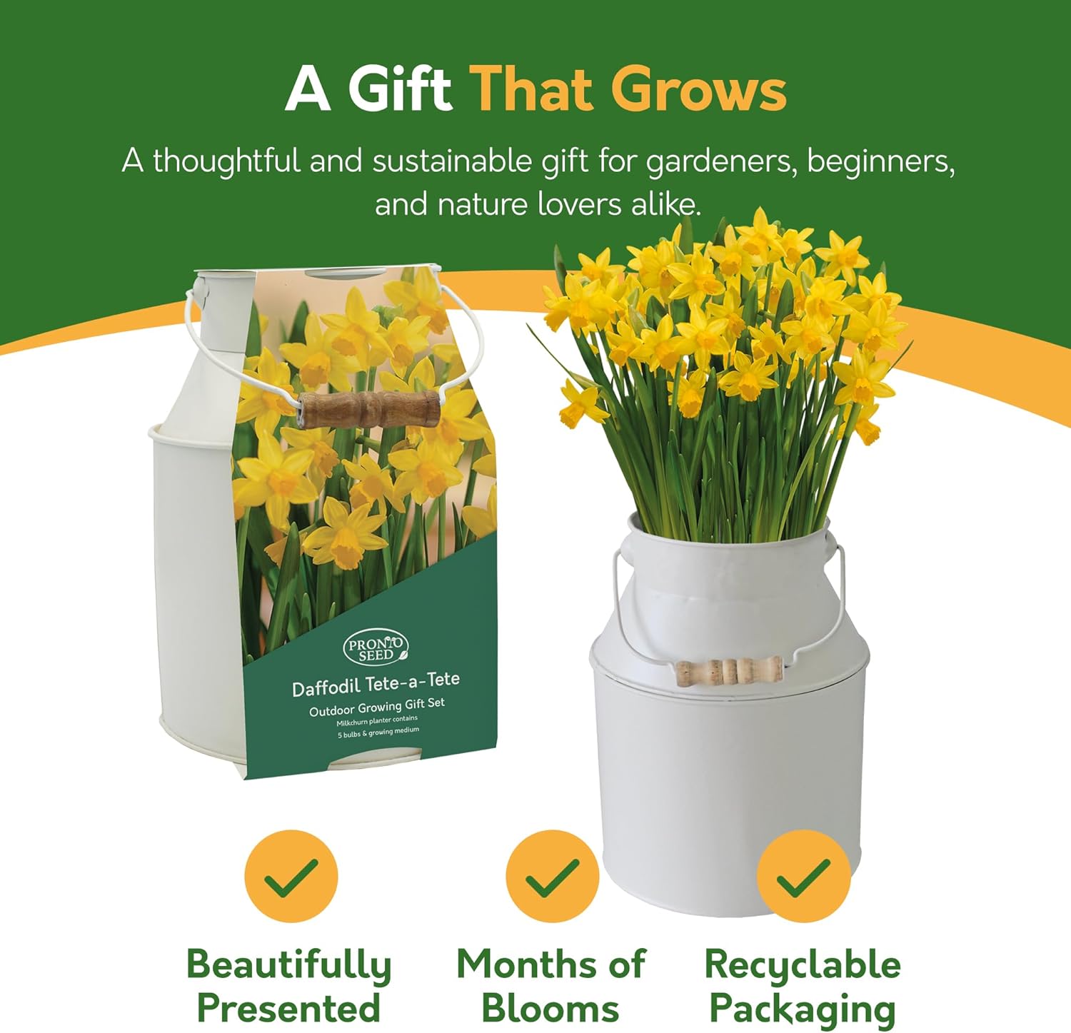 Daffodil Tête-à-Tête Grow Gift - 4 Bulbs in Decorative Milk Churn Planter