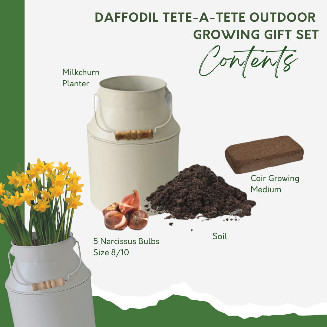 Daffodil Tete-a-Tete Milkchurn Gift Planter Set
