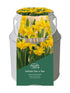 Daffodil Tete-a-Tete Milkchurn Gift Planter Set