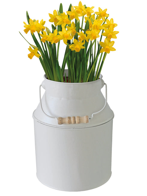 Daffodil Tete-a-Tete Milkchurn Gift Planter Set