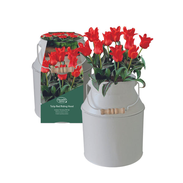 Tulip Red Riding Hood Milkchurn Growing Gift Set