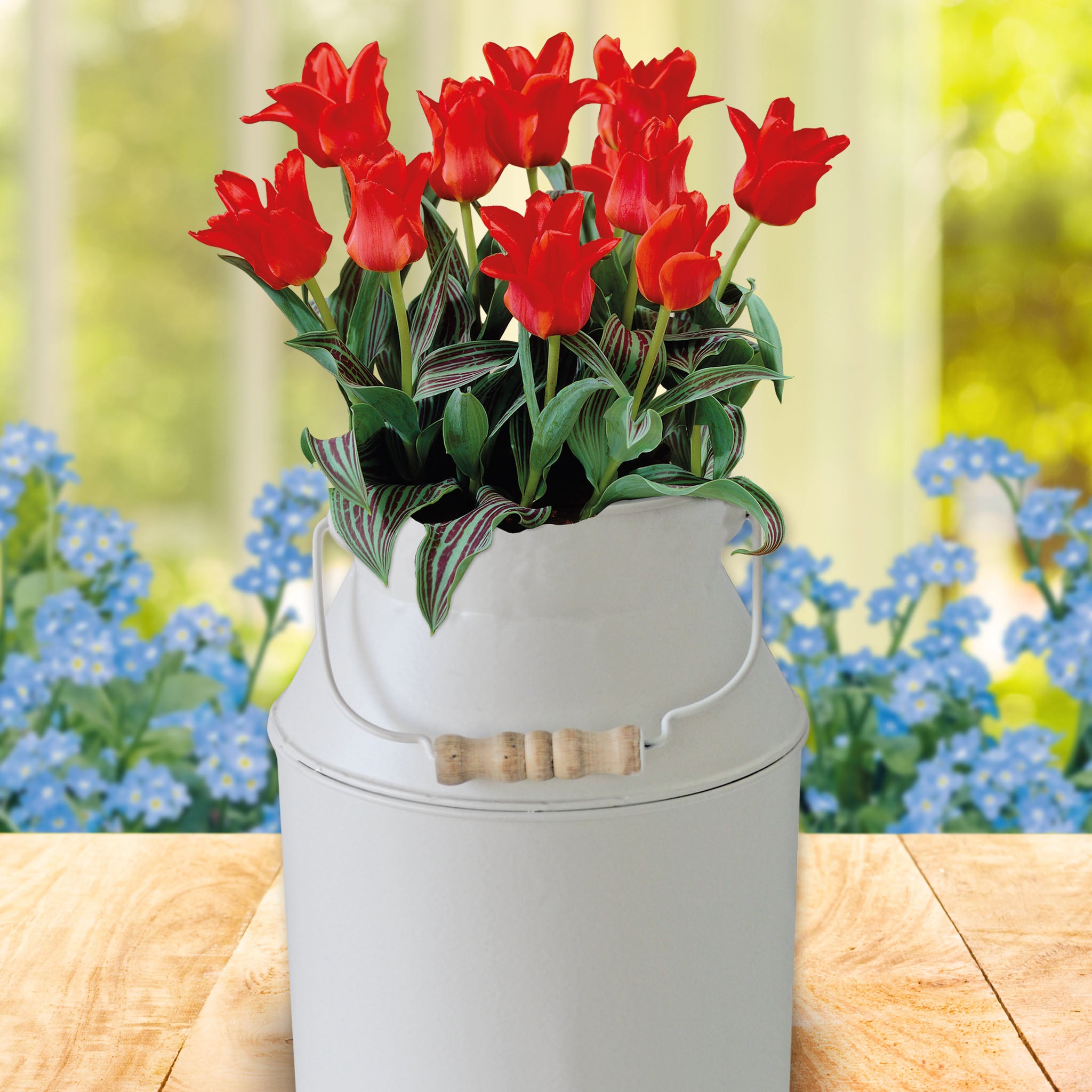 Tulip Red Riding Hood Milkchurn Growing Gift Set