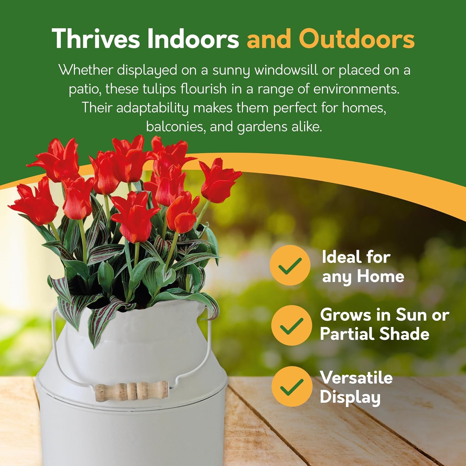 Tulip Red Riding Hood Milkchurn Growing Gift Set