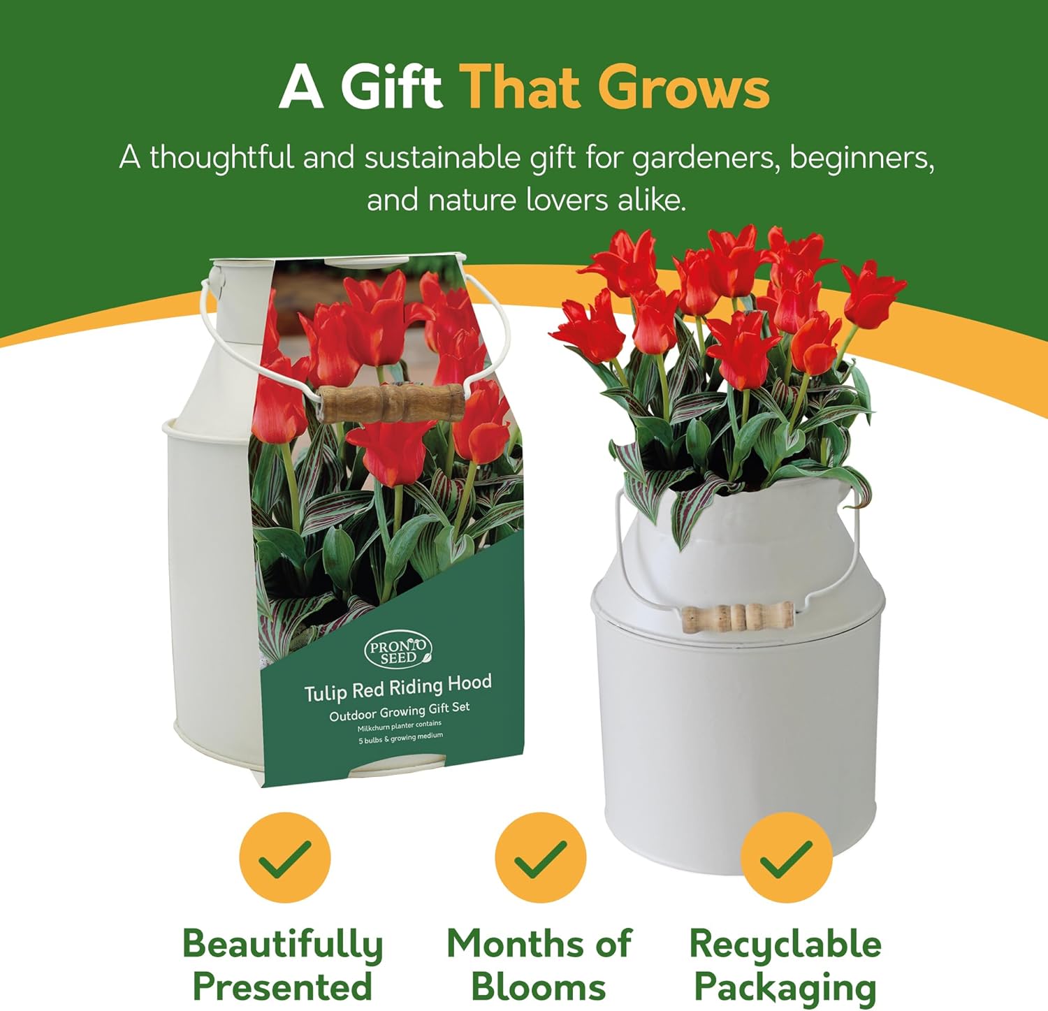 Tulip Red Riding Hood Milkchurn Growing Gift Set