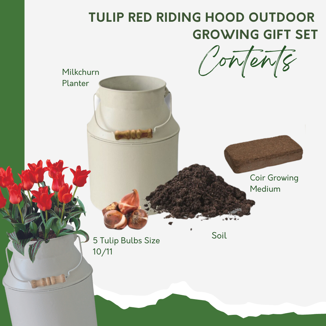 Tulip Red Riding Hood Milkchurn Growing Gift Set