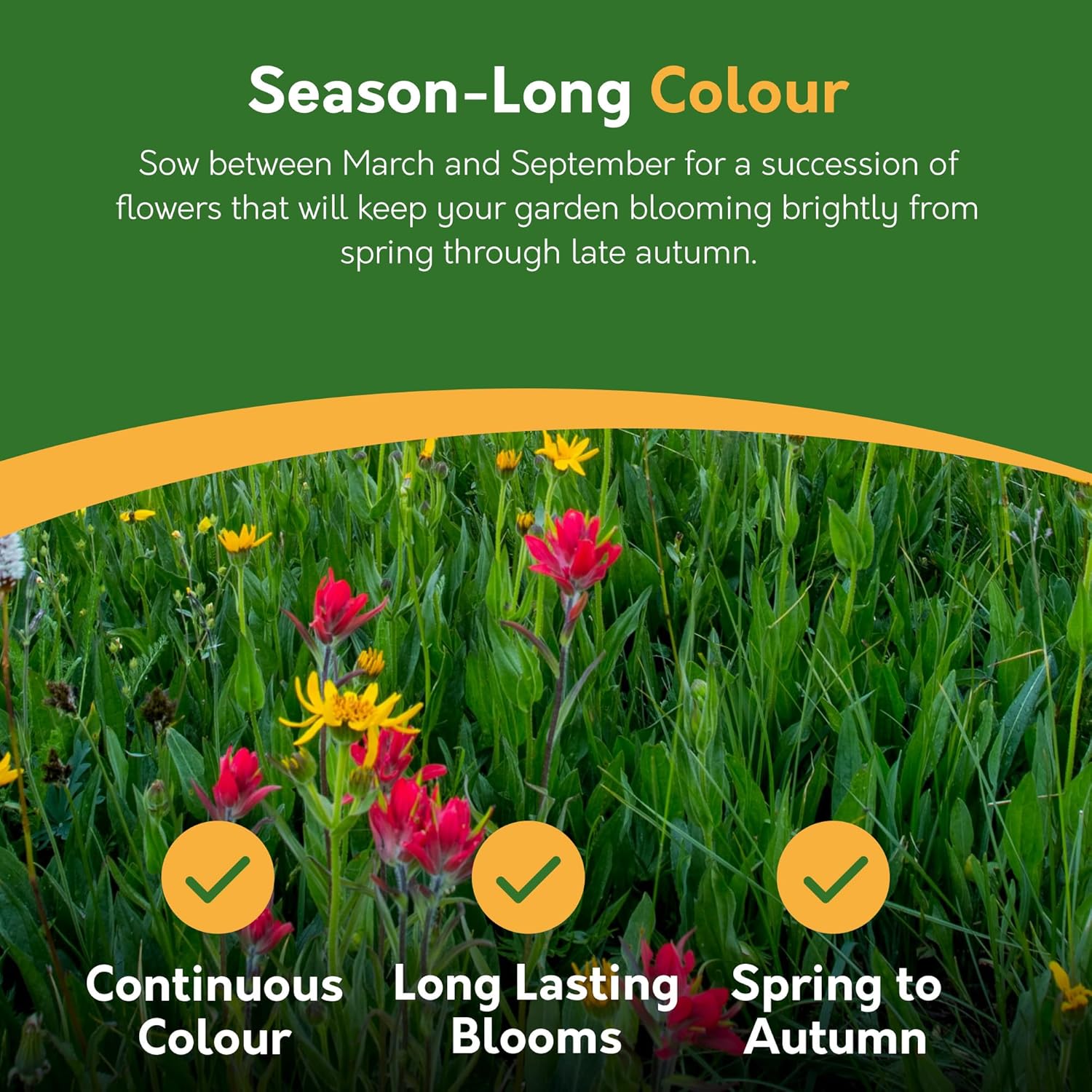 Wildflower Seed Mix – 100g | Pure UK Native Flower Seeds