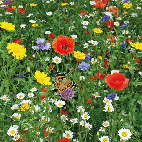 Wildflower Seeds - Pure Wild Flower Seed Mix 100g