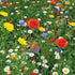 Wildflower Seeds - Pure Wild Flower Seed Mix 100g