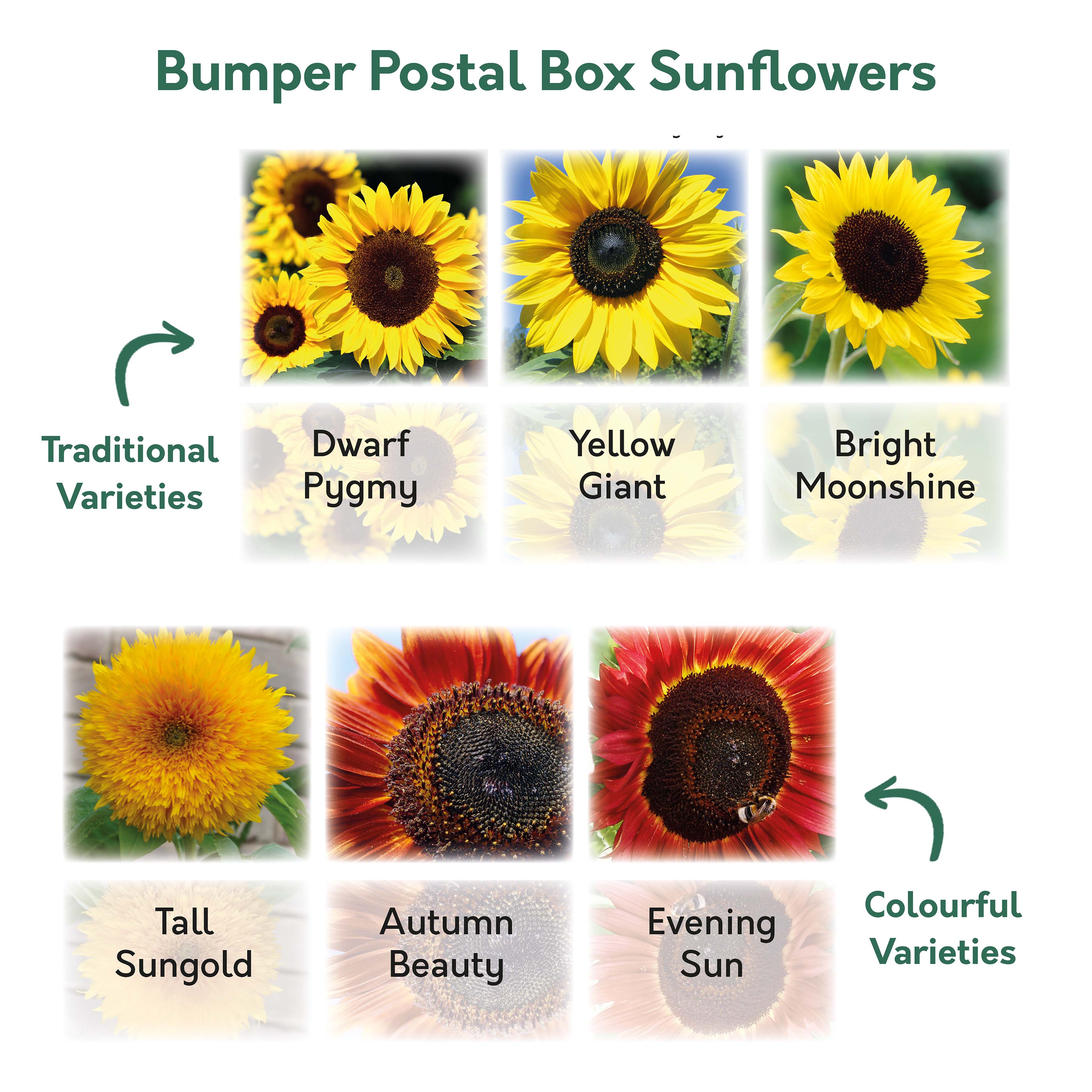 Sunflower Seeds – 6 Varieties for Gardens & Pots