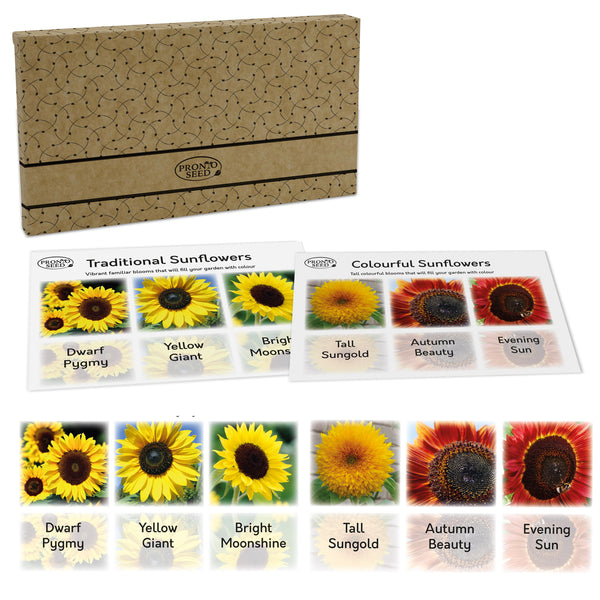 Sunflower Seeds – 6 Varieties for Gardens & Pots