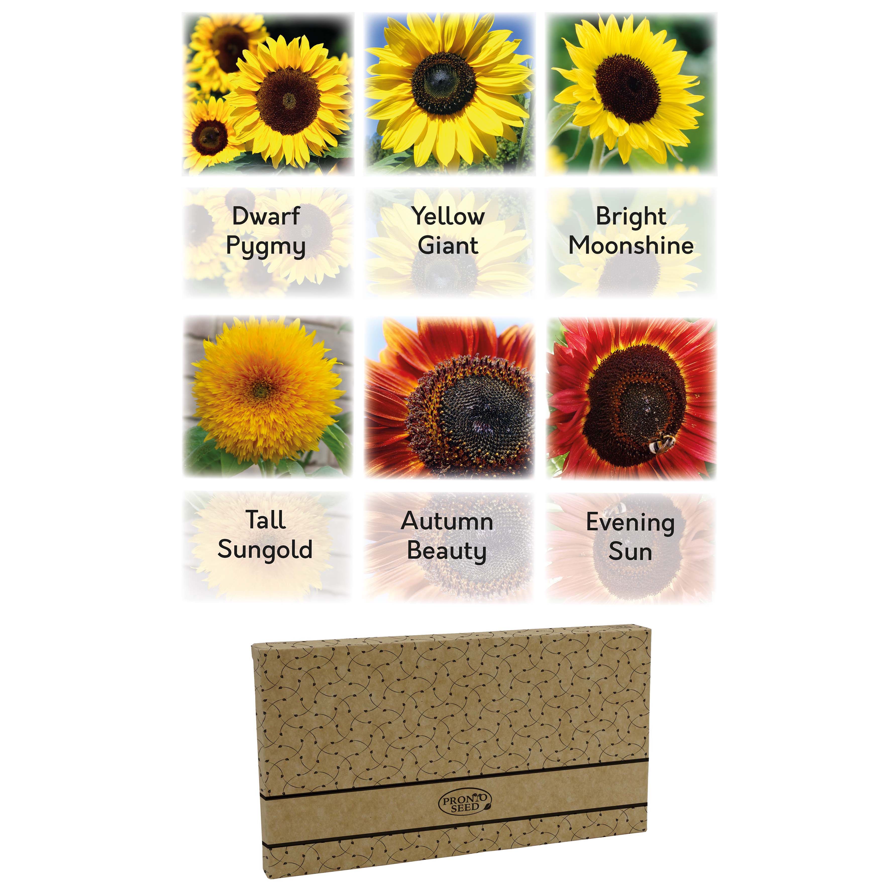 Sunflower Seeds – 6 Varieties for Gardens & Pots