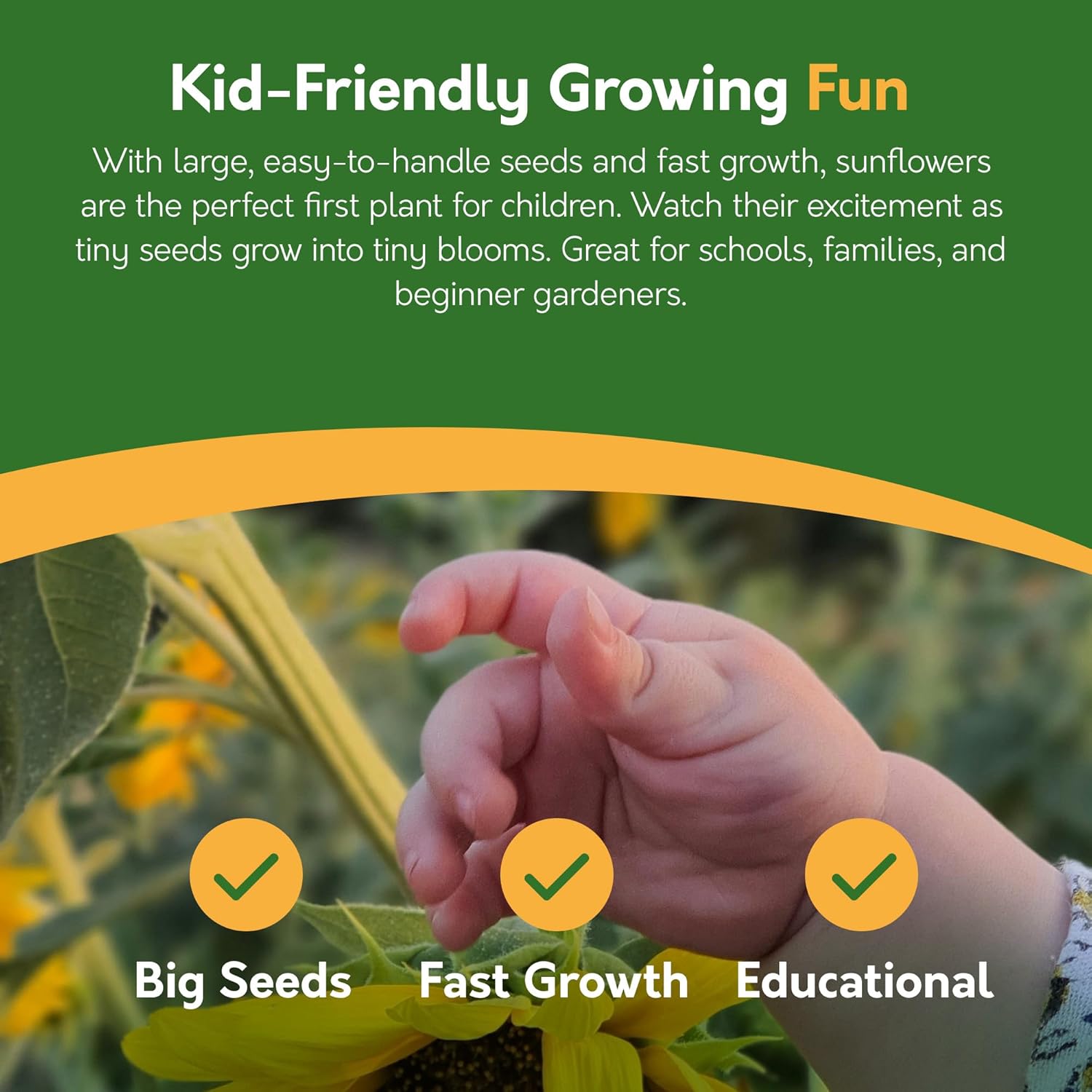 Sunflower Seeds – 6 Varieties for Gardens & Pots