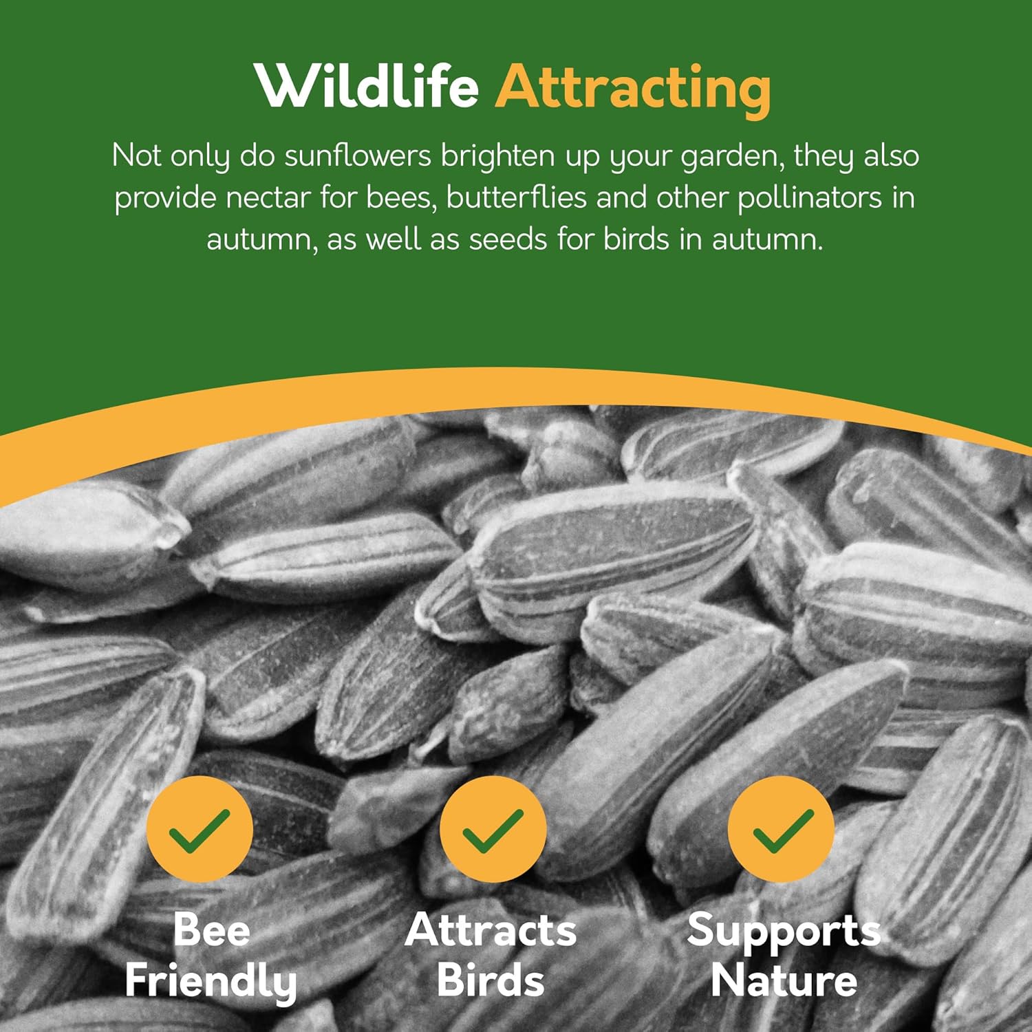 Sunflower Seeds – 6 Varieties for Gardens & Pots