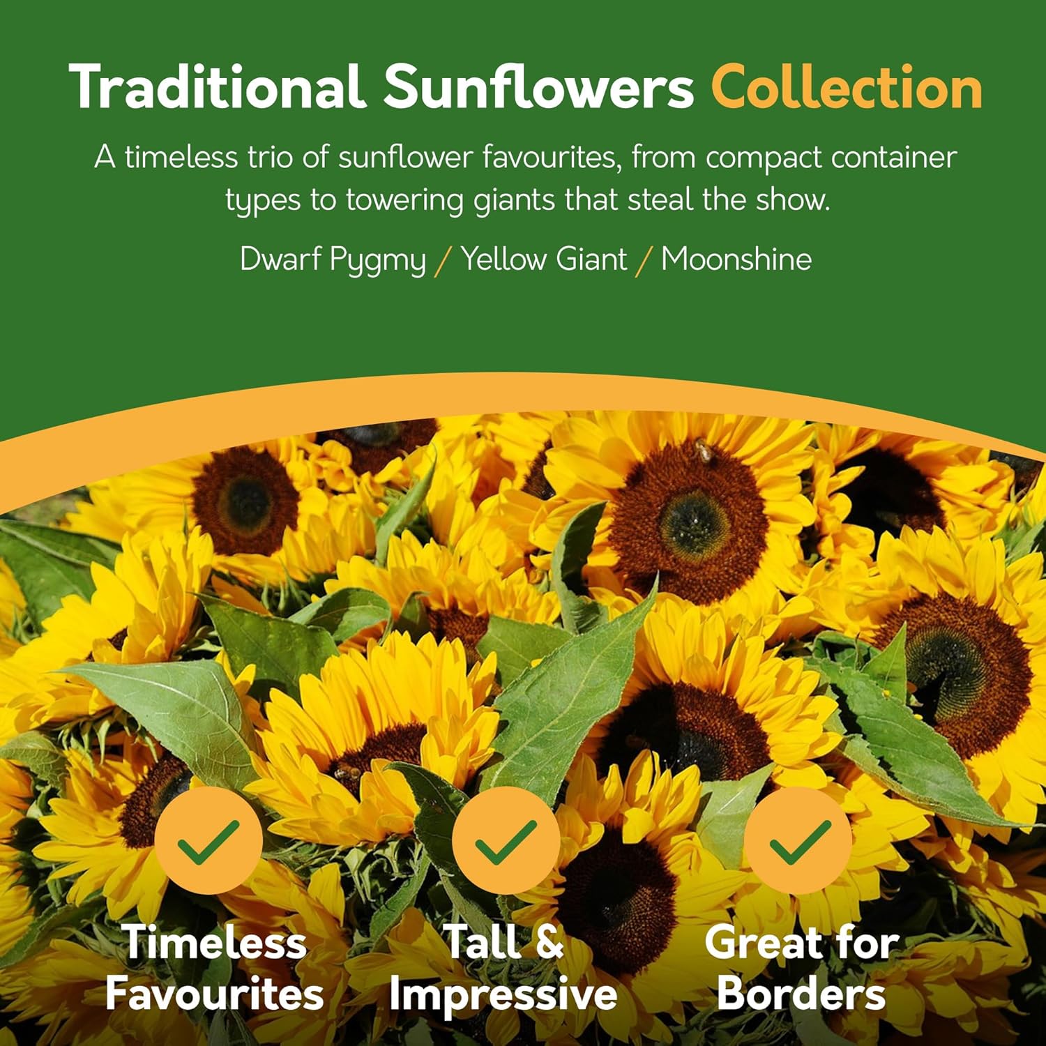 Sunflower Seeds – 6 Varieties for Gardens & Pots
