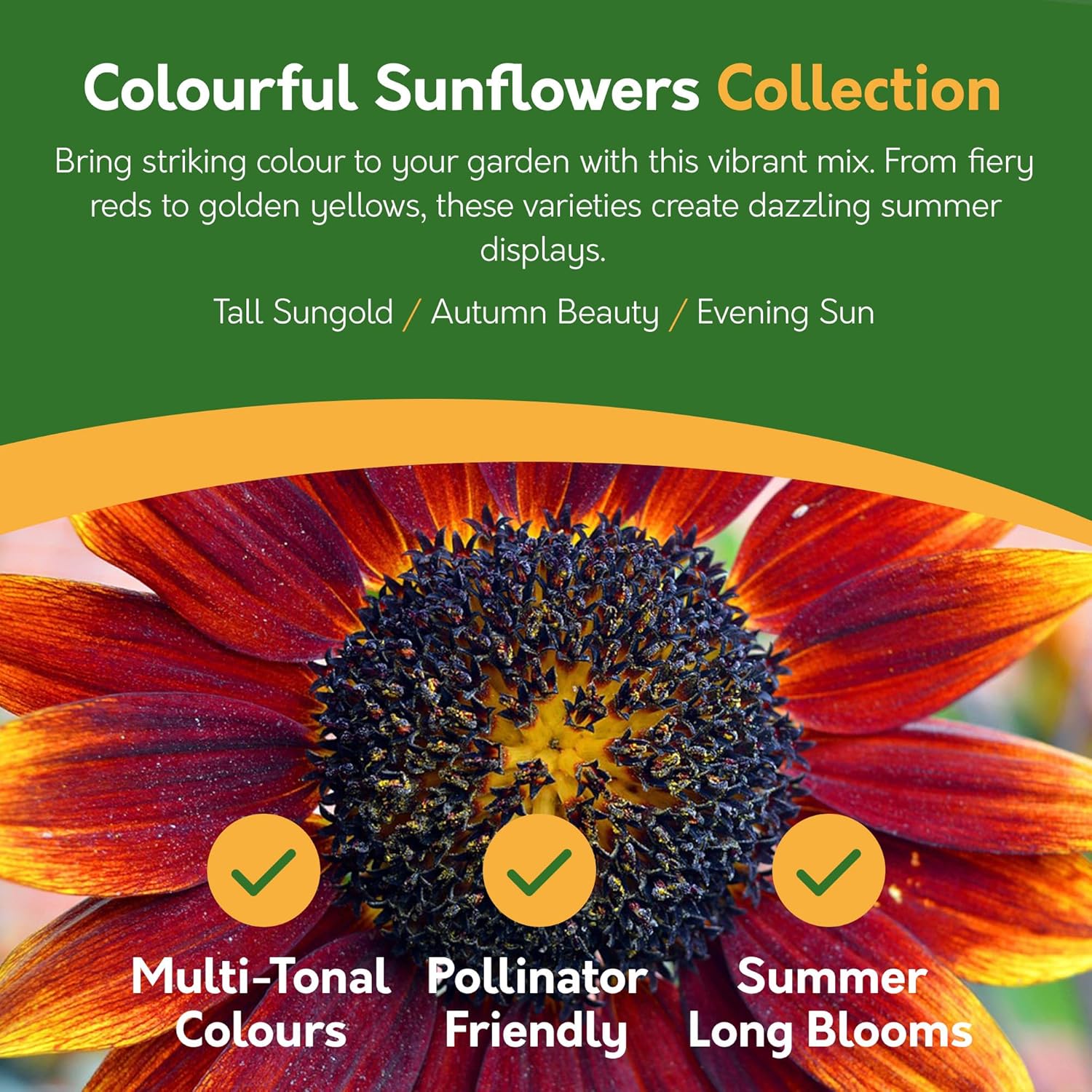 Sunflower Seeds – 6 Varieties for Gardens & Pots
