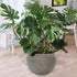 Creeping Philodendron Grow At Home Set
