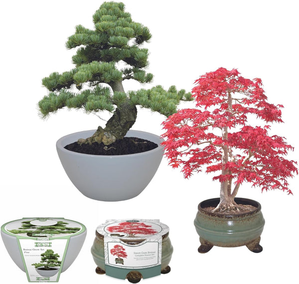 Bonsai Tree Bundle - Grow Your Own Bonsai Kit, Pine Tree & Sweet Gum
