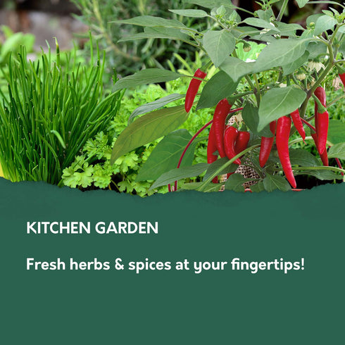 Red Hot Chilli Kit and Pronto Seed Herba'licious Eco Kit