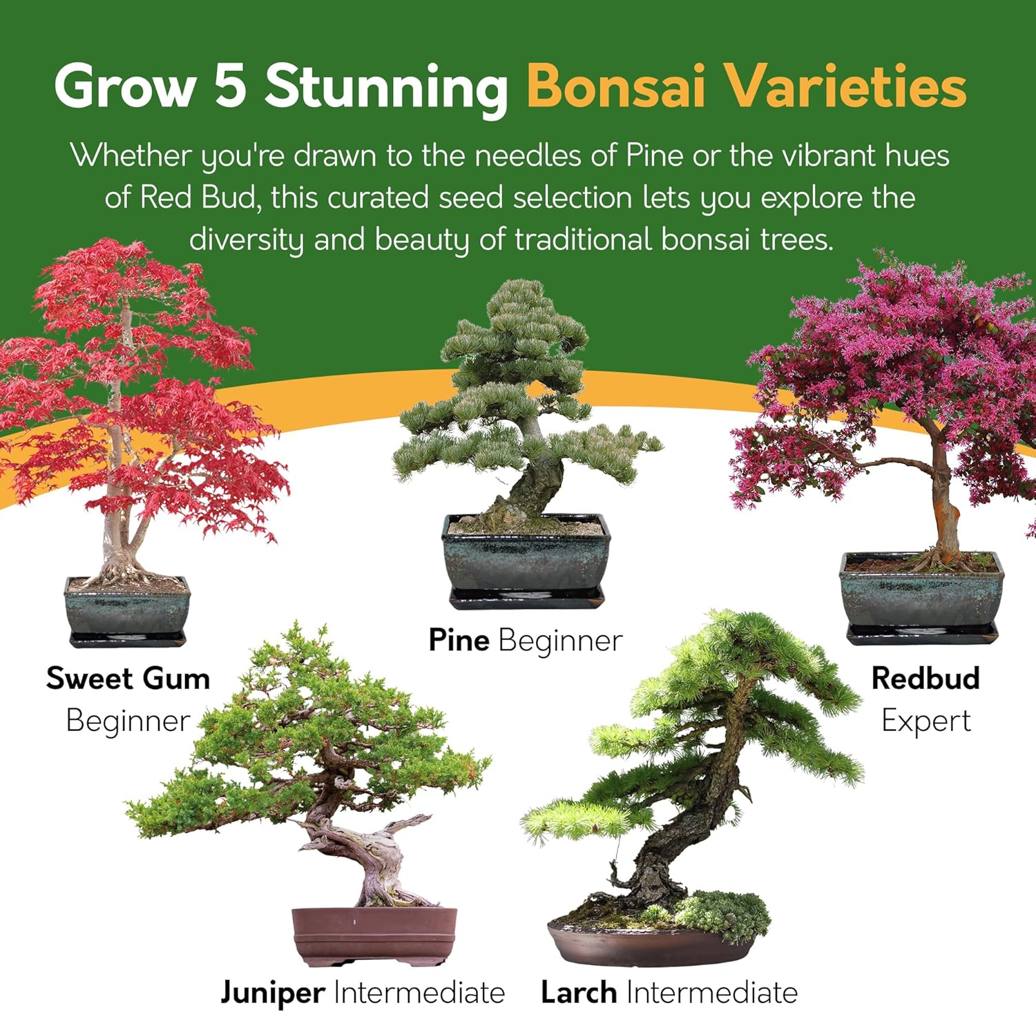 Grow Your Own Bonsai Tree Kit – 5 Seed Varieties | Botanical Bonsai Grow Kit
