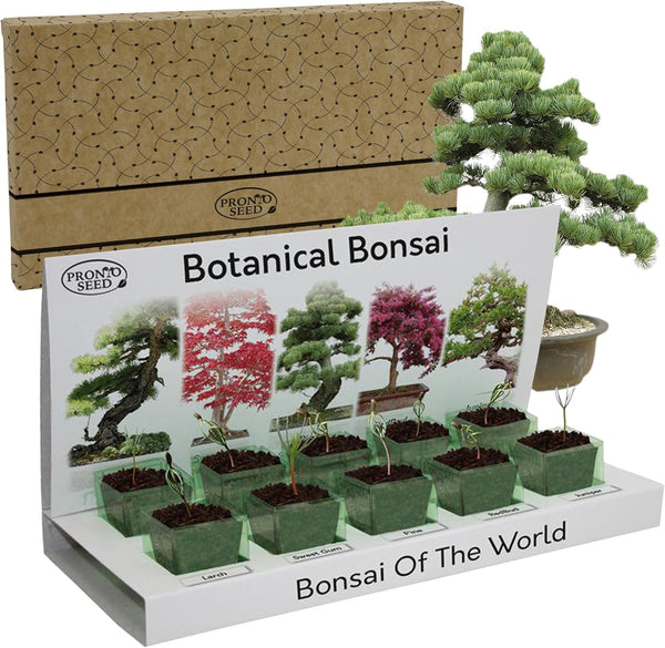 Grow Your Own Bonsai Tree Kit – 5 Seed Varieties | Botanical Bonsai Grow Kit