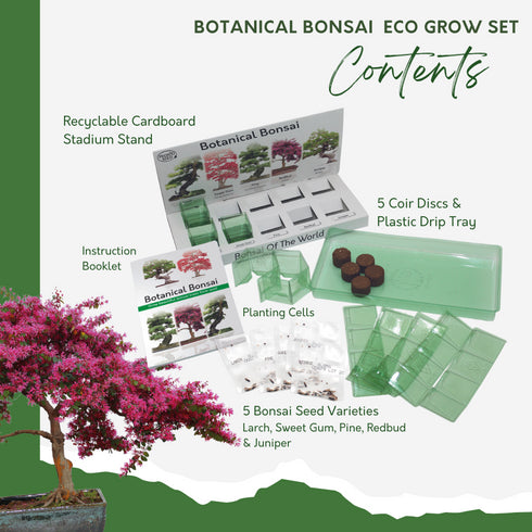 Bonsai Tree DIY Grow Kit By Home Grown – Plant World Botanics