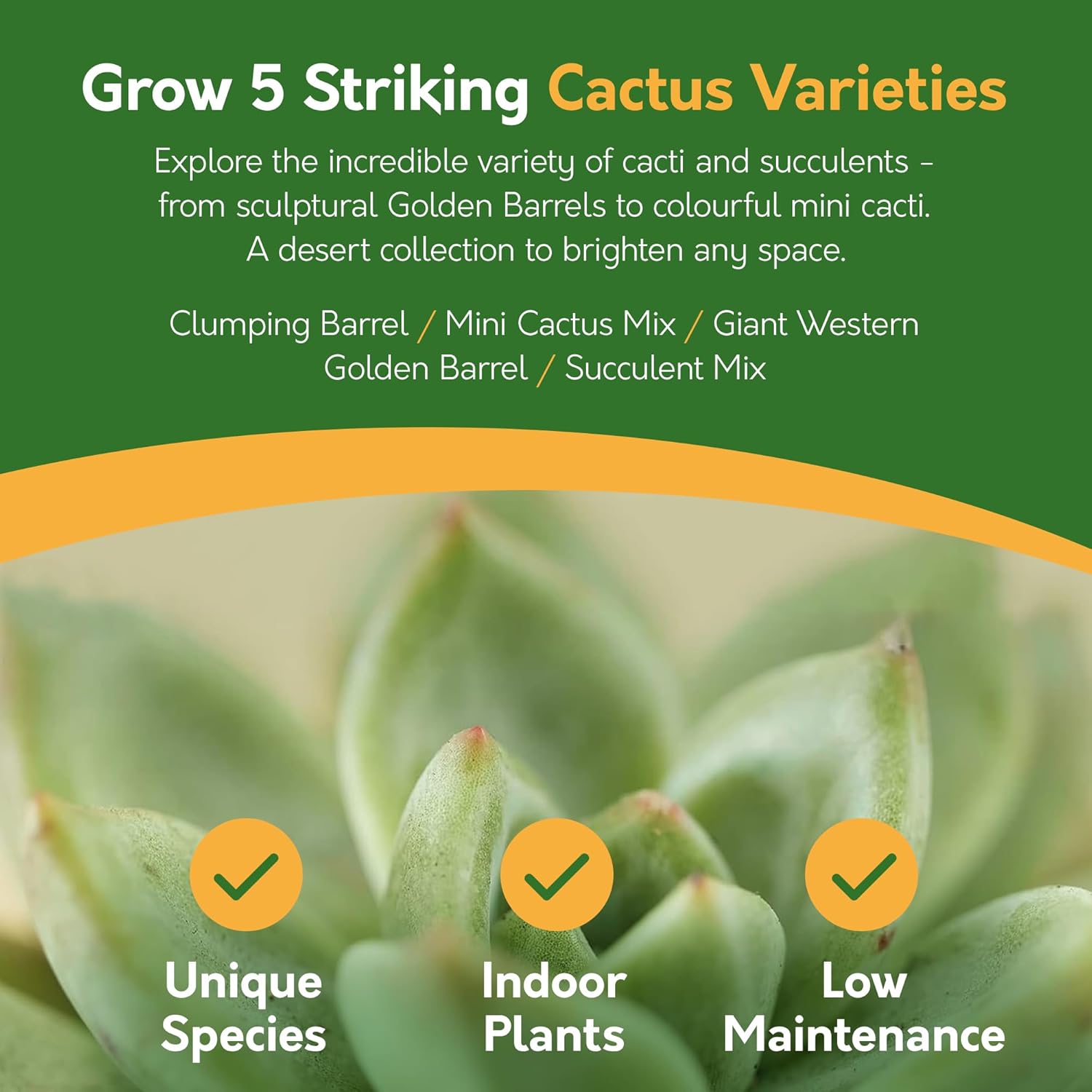 Grow Your Own Cactus Kit – 5 Seed Varieties | Spiky Cactus Grow Kit