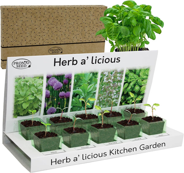 Grow Your Own Herbs Kit – 5 Seed Varieties | Kitchen Herb Grow Kit