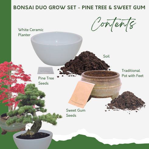 Bonsai Tree Bundle - Grow Your Own Bonsai Kit, Pine Tree & Sweet Gum –  Pronto Seed