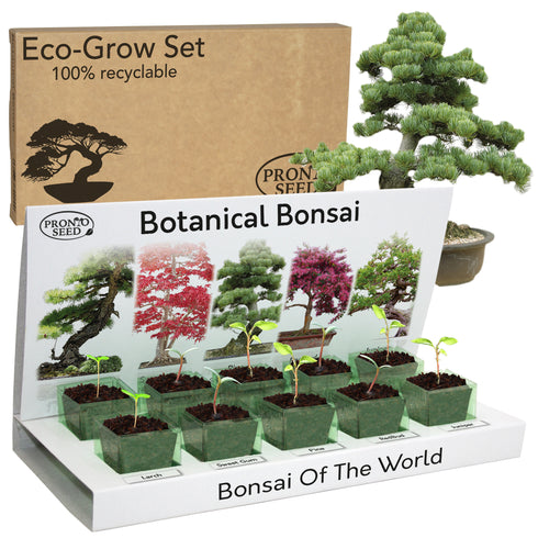 Grow Your Own Bonsai Tree Kit - Botanical Bonsai