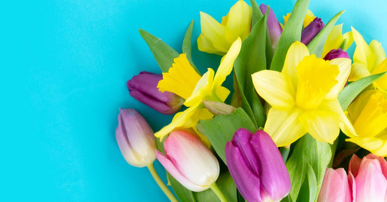 Colorful bouquet of tulips and daffodils on a blue background