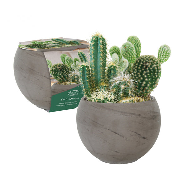 Large Mixed Cactus Grow Gift In Basalt Planter