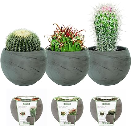 Cactus Grow Sets (3 Assorted, Devils Tongue, Barrel & Mexican Giant)