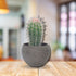 Cactus Grow Sets (3 Assorted, Devils Tongue, Barrel & Mexican Giant)
