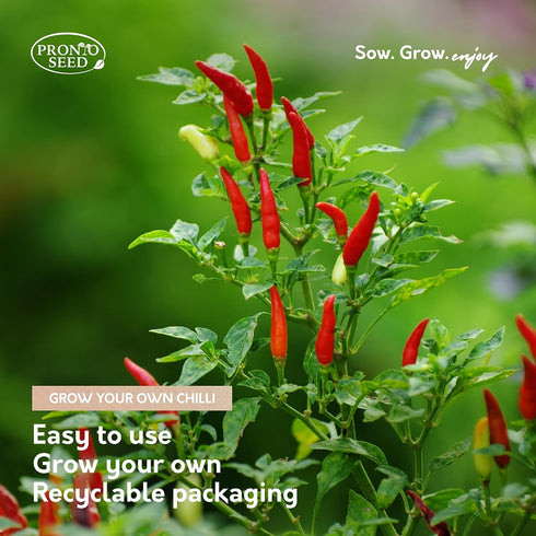 Chilli Galvanised Bucket Planter Grow Your Own Gift Set