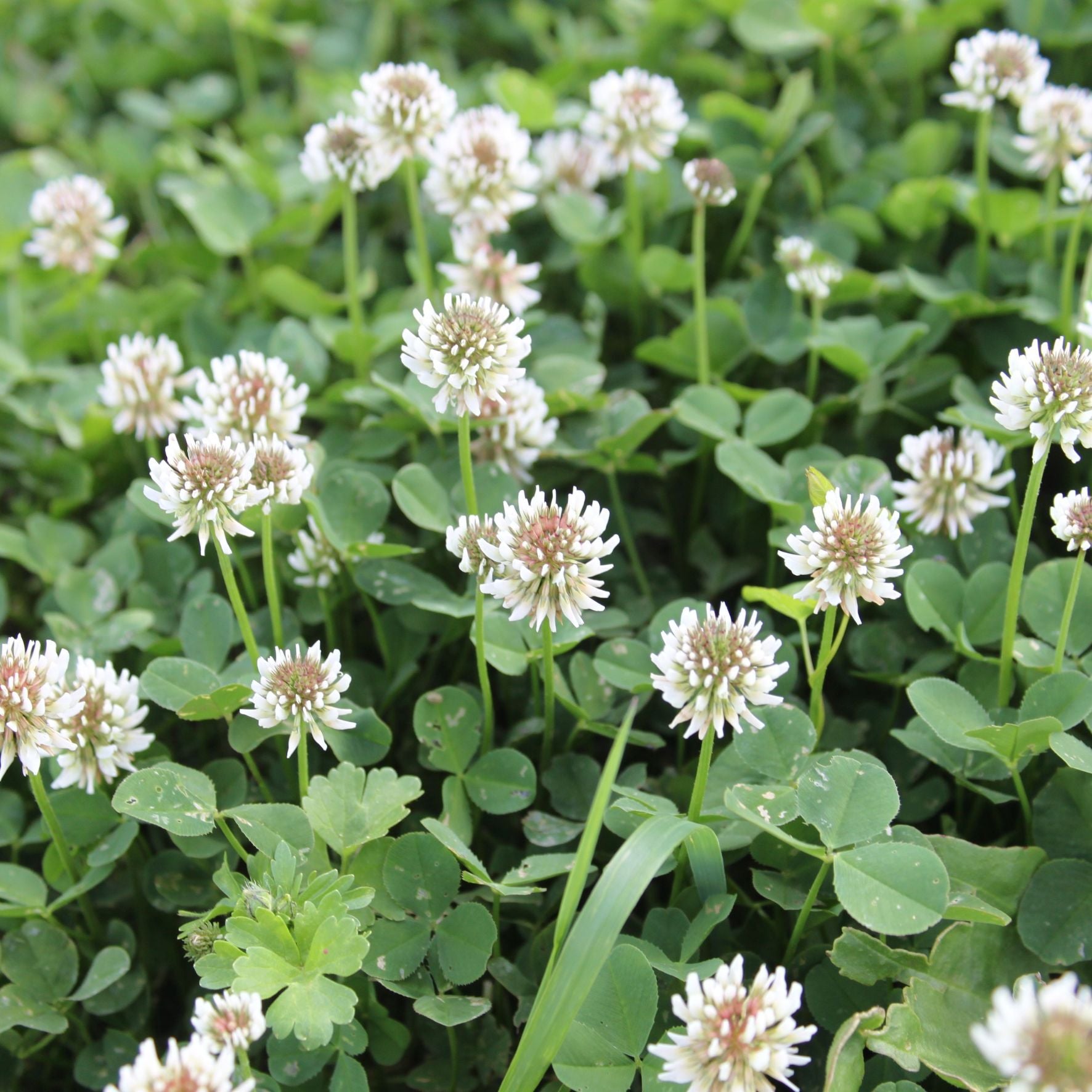 White Clover Seed – 500g / 1kg | For Lawns, Patches & Pollinators
