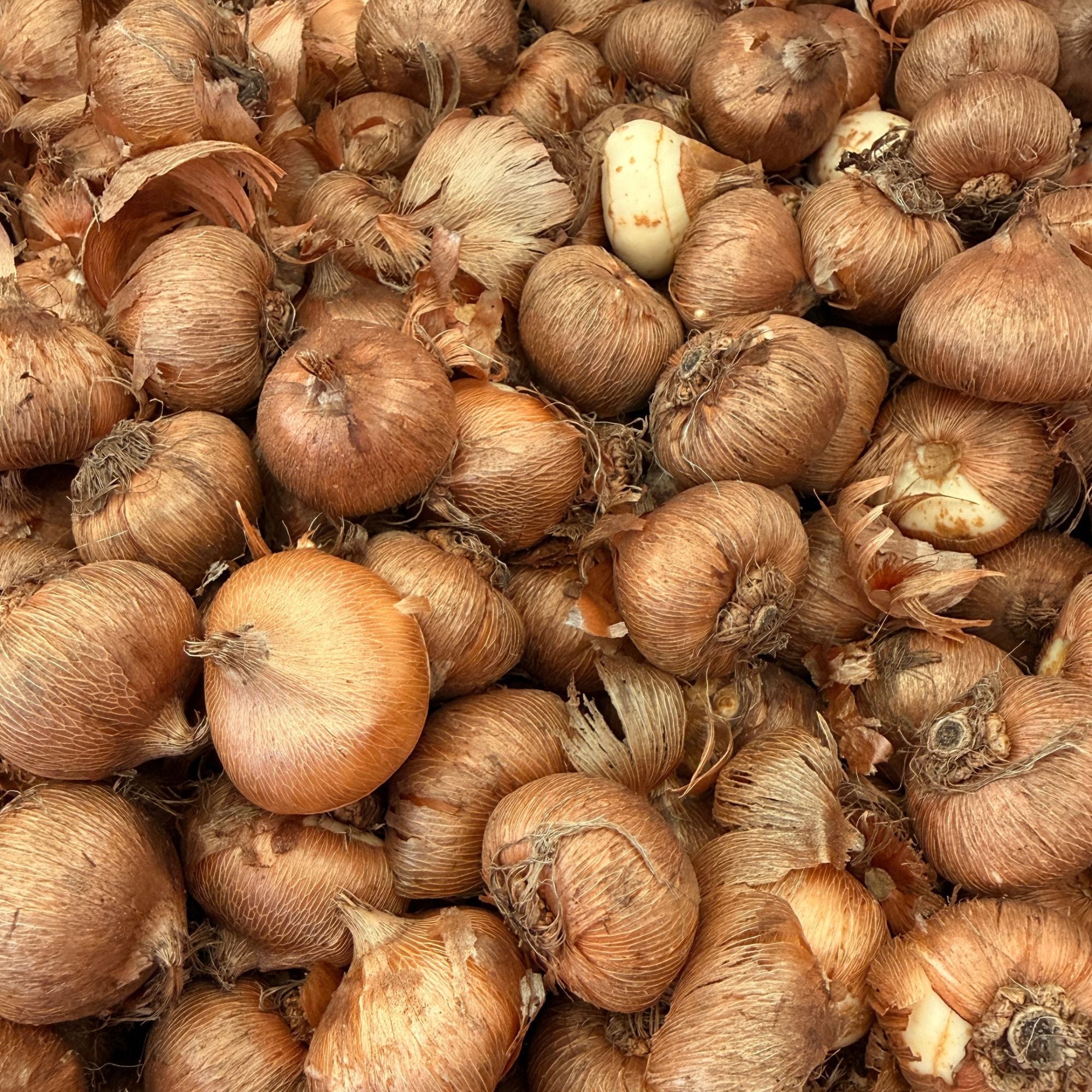 Crocus Blue Bulbs – 100 Early Spring Flowering Bulbs