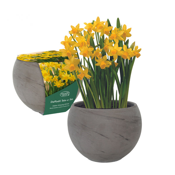 Daffodil Tete-a-Tete Grow Gift With 13cm Basalt Planter