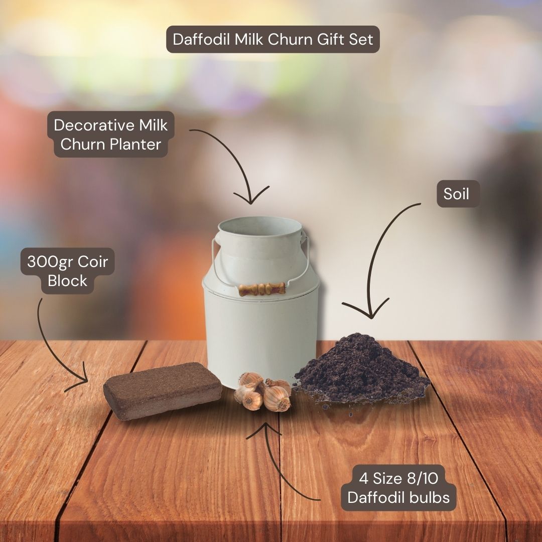 Daffodil Milk Churn Planter gift set contents