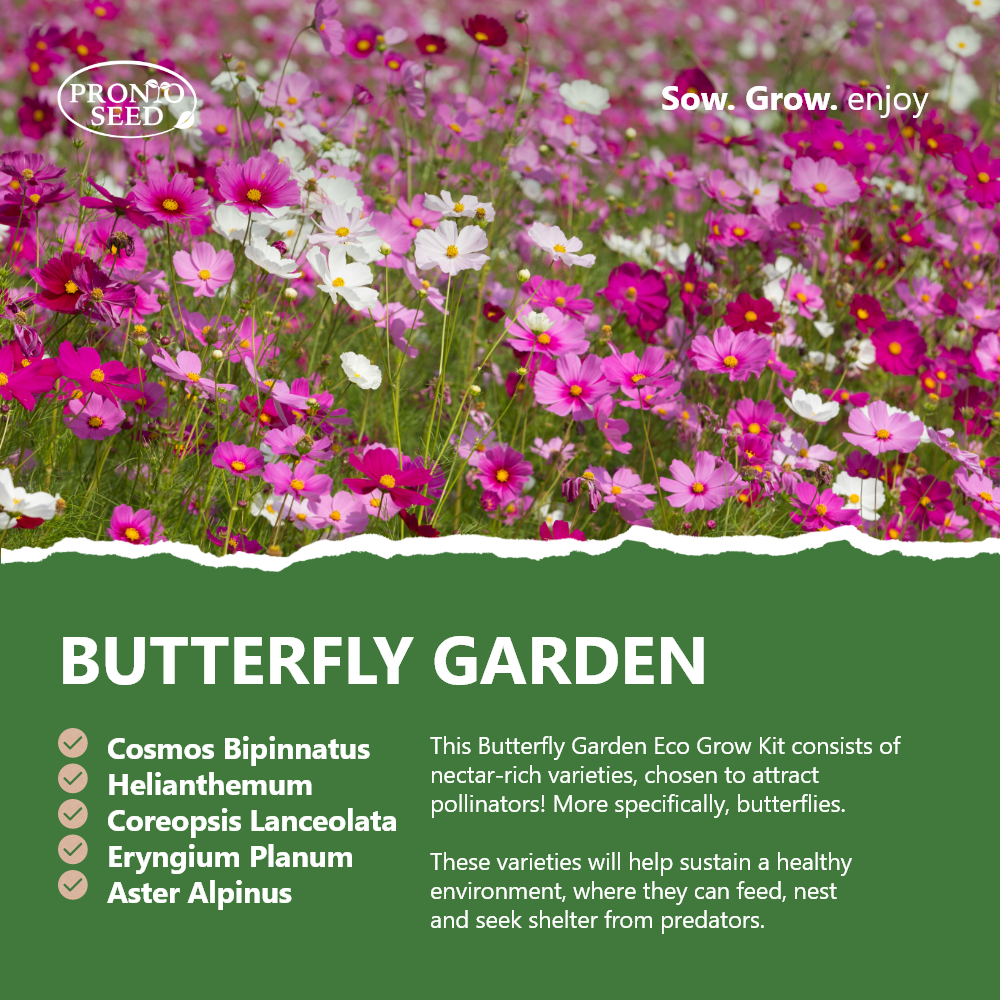 Infographic showing the seed varieties you get in the Butterfly garden eco grow at home kit