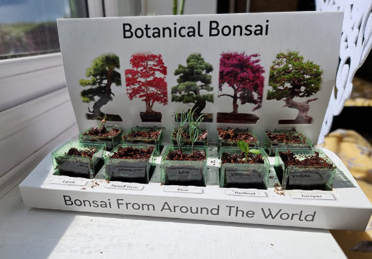 Bonsai Tree Bundle - Grow Your Own Bonsai Kit, Pine Tree & Sweet Gum –  Pronto Seed
