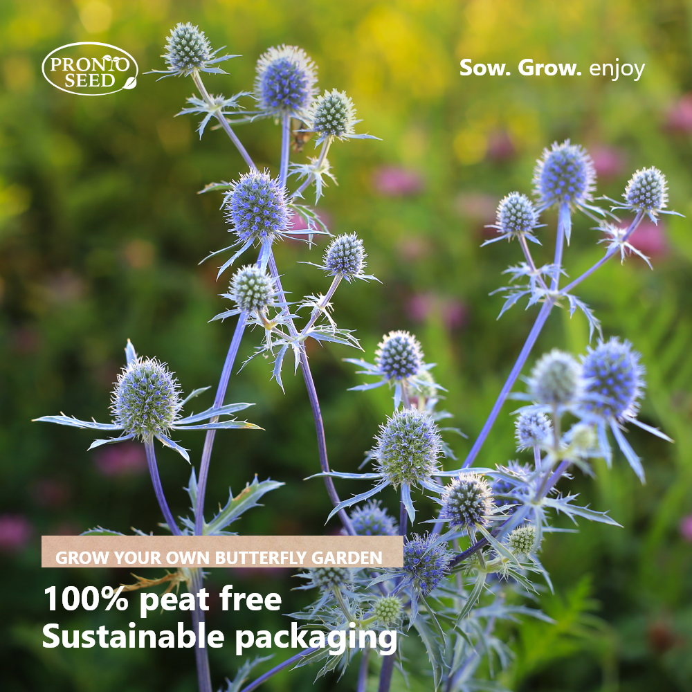 Grow Your Own Flowers Kit – 5 Seed Varieties | Butterfly Garden Grow Kit