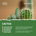 Spiky Cactus - Grow Your Own Cactus & Succulents