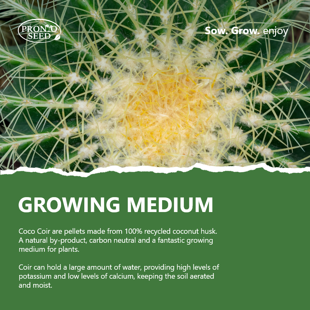 Grow Your Own Cactus Kit – 5 Seed Varieties | Spiky Cactus Grow Kit