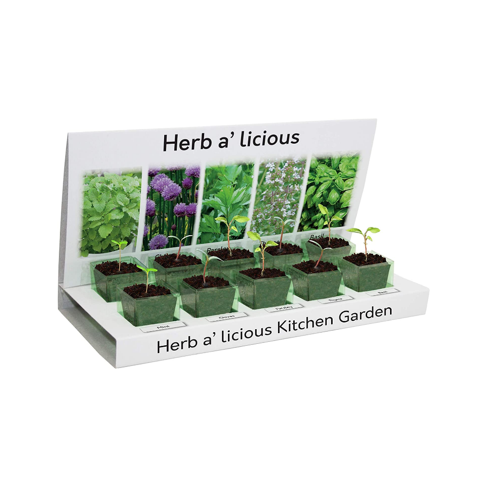 Pronto Seed Herbalicious stadium grow at home kit with herbs growing