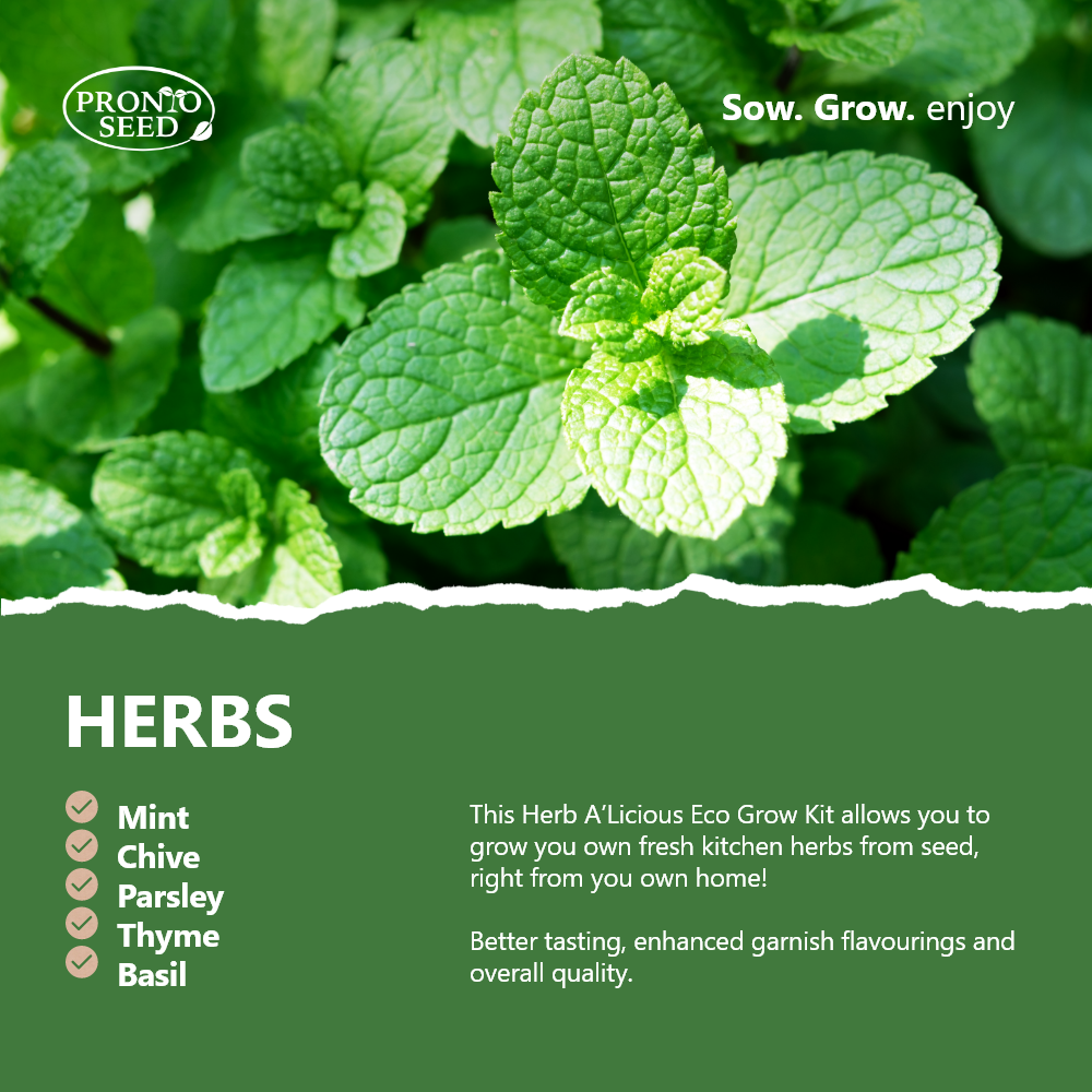 Infographic showing the herb seed types in the eco stadium kit
