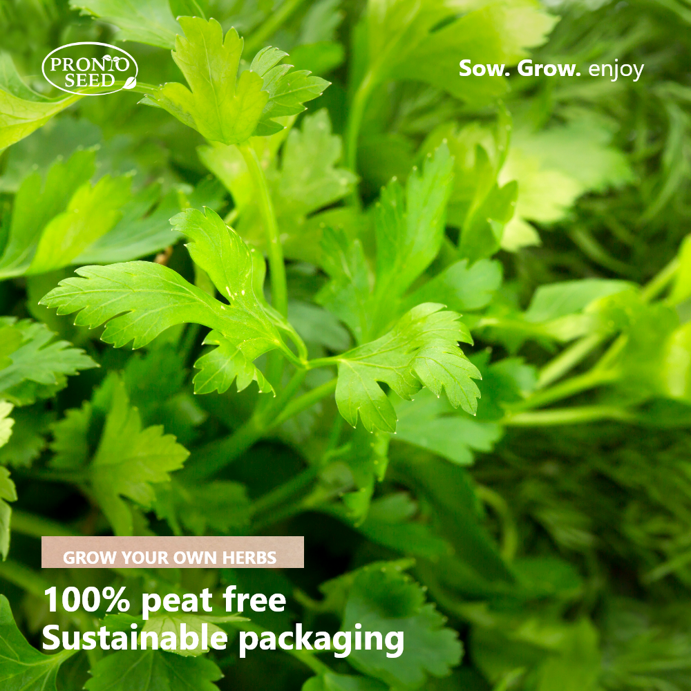 Grow Your Own Herbs Kit – 5 Seed Varieties | Kitchen Herb Grow Kit