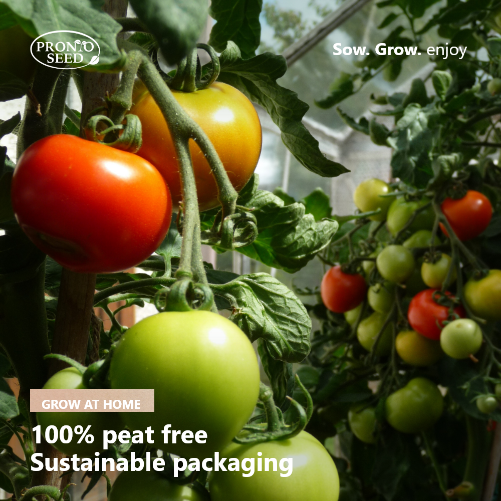 Grow Your Own Vegetable Kit – 5 Seed Varieties | Vegetable Grow Kit