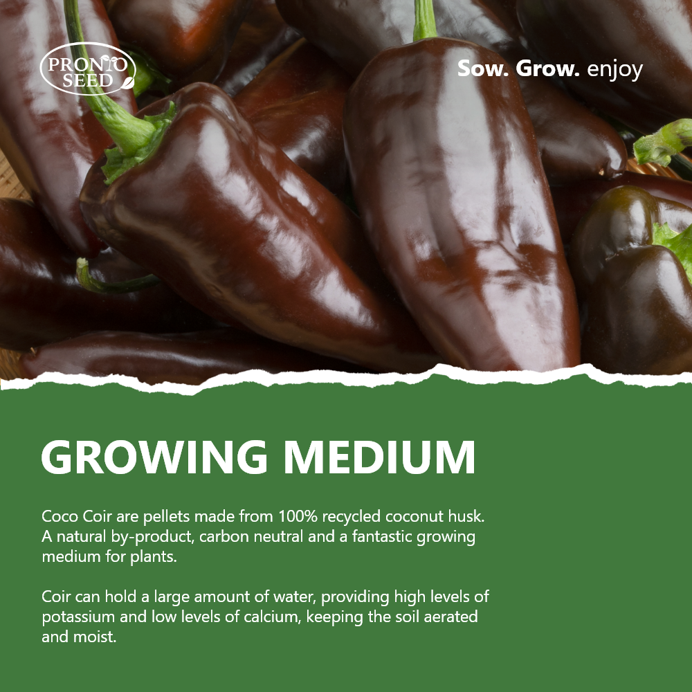 Grow Your Own Vegetable Kit – 5 Seed Varieties | Vegetable Grow Kit